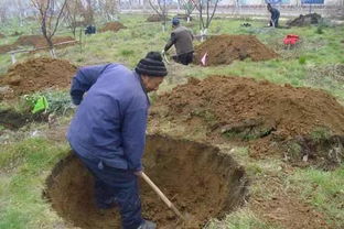 知识普及丨园林绿化施工技术要点全解析